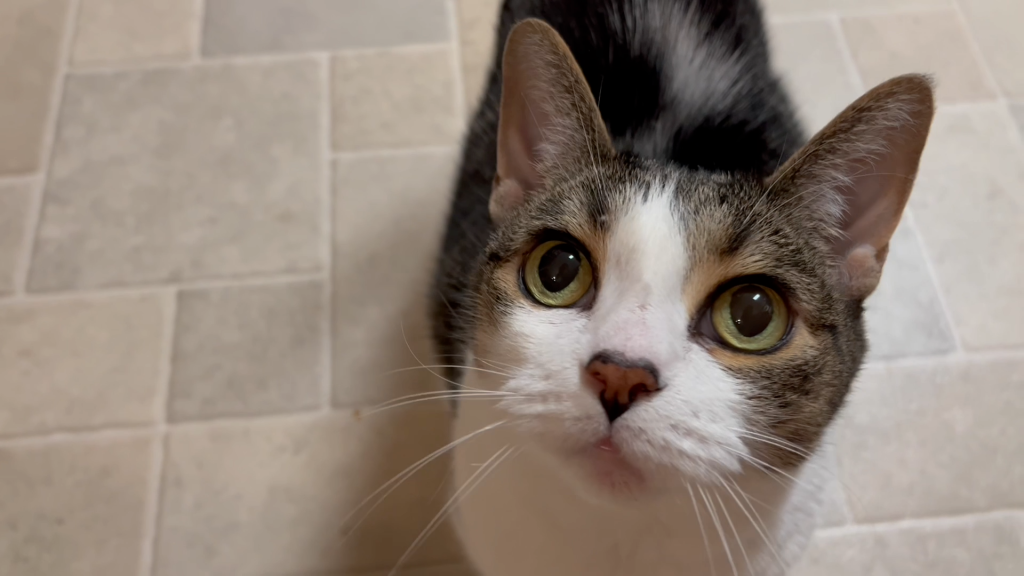 a photo of a cat looking up at you with big eyes and expecting a snack