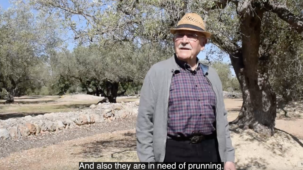 a grandfather talking about olive trees and saying they are in need of pruning