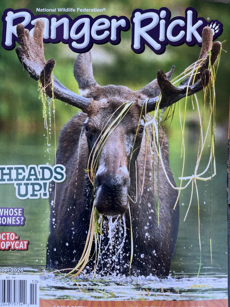 the cover of Ranger Rick magazine, showing a moose emerging from water